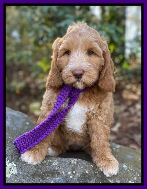 Ashby Grover 2 pups 8 wks old 71