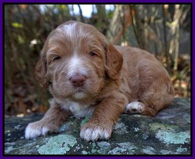 Ashby Grover pups 3 wks old 121