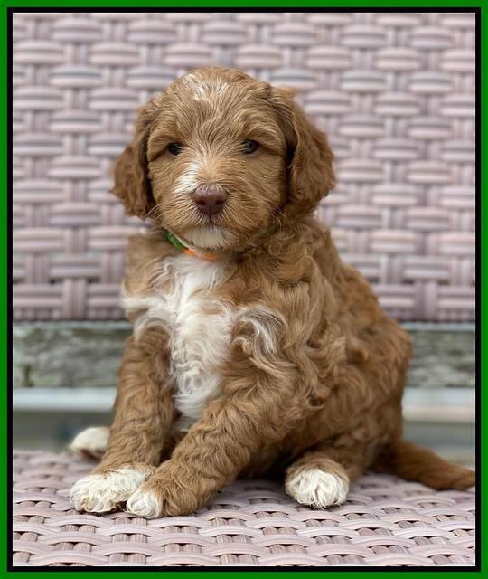 Ashby Grover 2 pups 5 wks old161