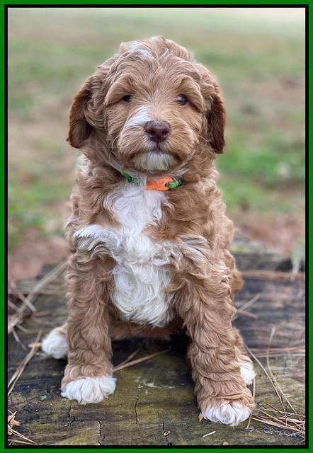 Ashby Grover 2 pups 6 wks old121