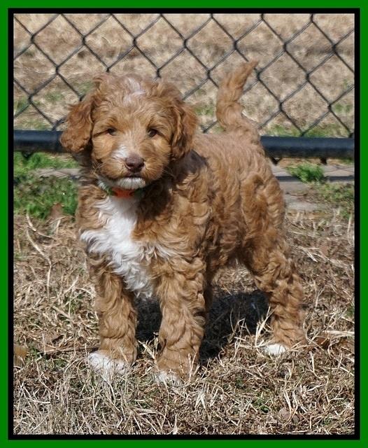 Ashby Grover 2 pups 7 wks old 121