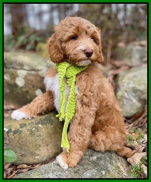 Ashby Grover 2 pups 8 wks old 1112