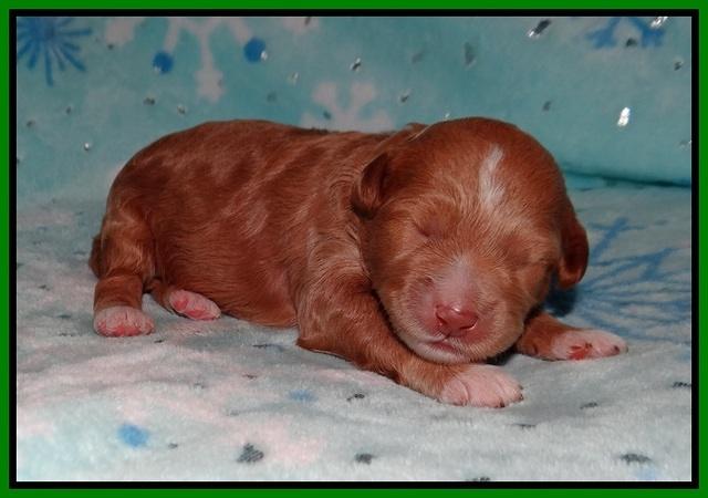 Ashby Grover 2 pups one wk old 61