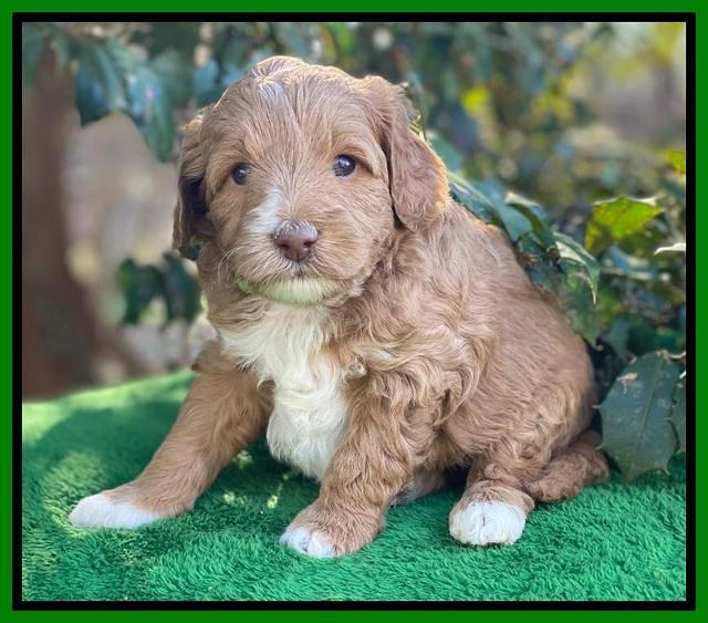 Ashby Grover pups 4 wks old 191