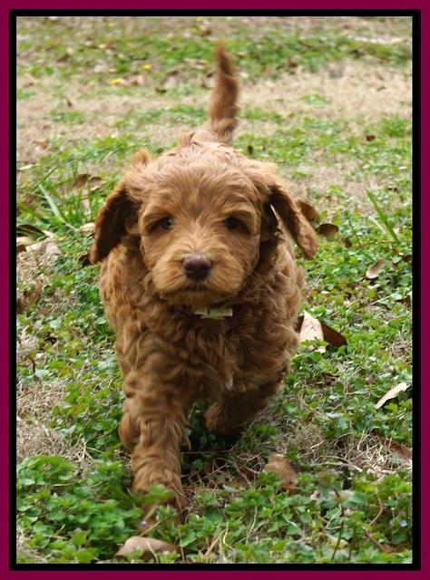 Ashby Grover 2 pups 6 wks old151