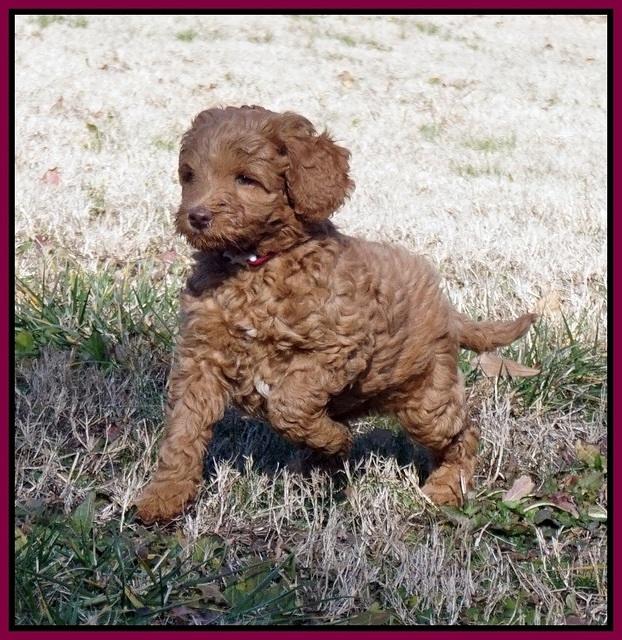 Ashby Grover 2 pups 7 wks old 181