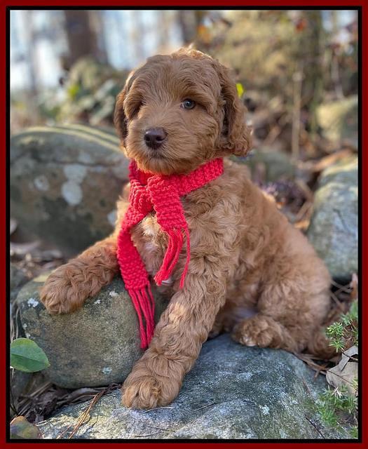 Ashby Grover 2 pups 8 wks old 81