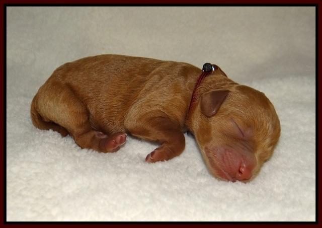 Ashby Grover 2 pups Newborn 41