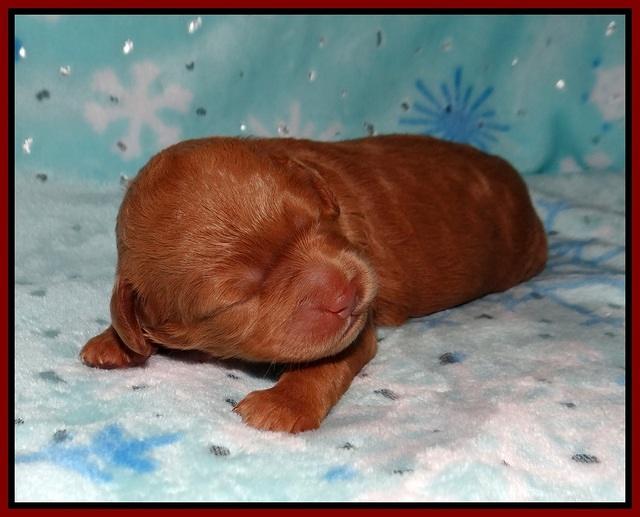 Ashby Grover 2 pups one wk old 31