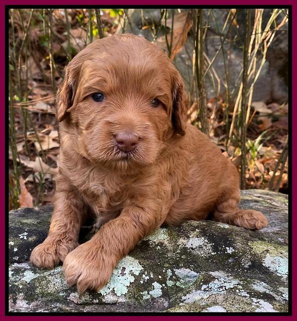 Ashby Grover pups 3 wks old 241