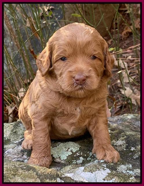 Ashby Grover pups 3 wks old 251