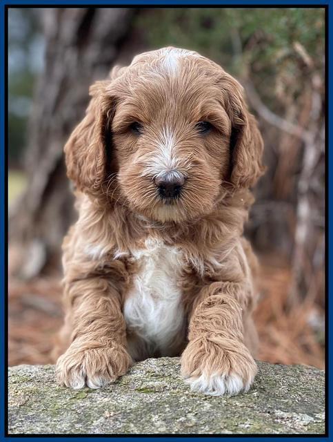 Ashby Grover 2 pups 5 wks old301