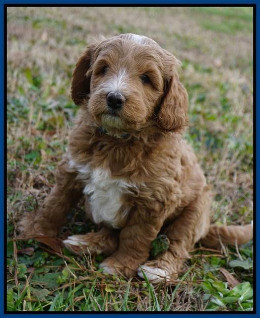 Ashby Grover 2 pups 6 wks old211