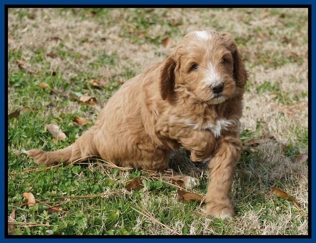 Ashby Grover 2 pups 6 wks old221