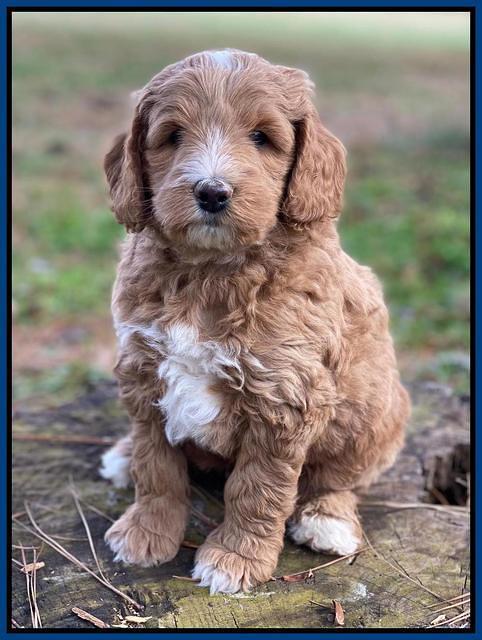 Ashby Grover 2 pups 6 wks old231