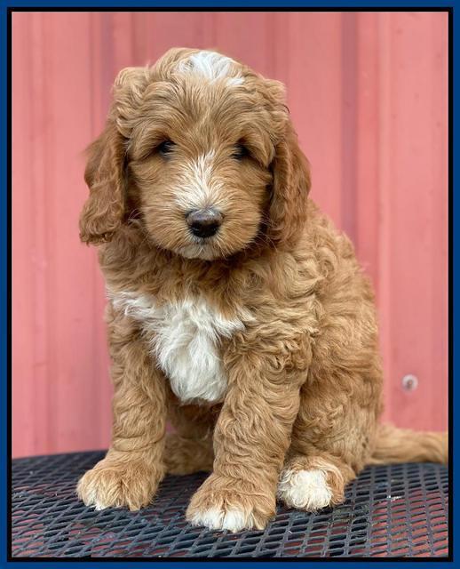 Ashby Grover 2 pups 7 wks old 211