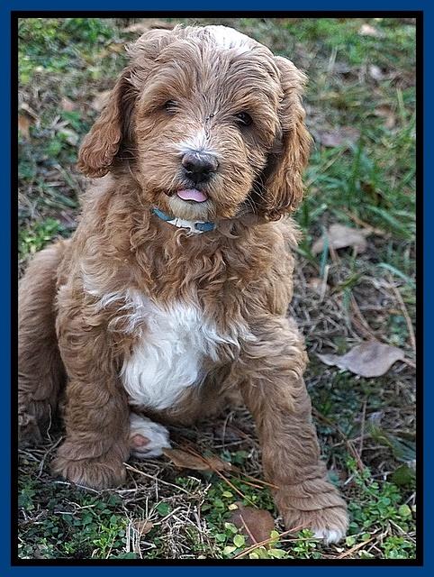 Ashby Grover 2 pups 7 wks old 221