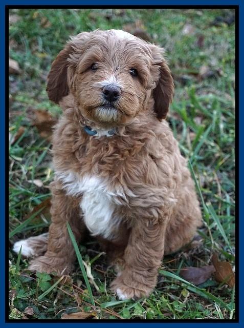 Ashby Grover 2 pups 7 wks old 241