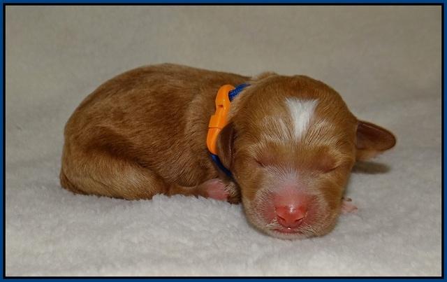 Ashby Grover 2 pups Newborn 51