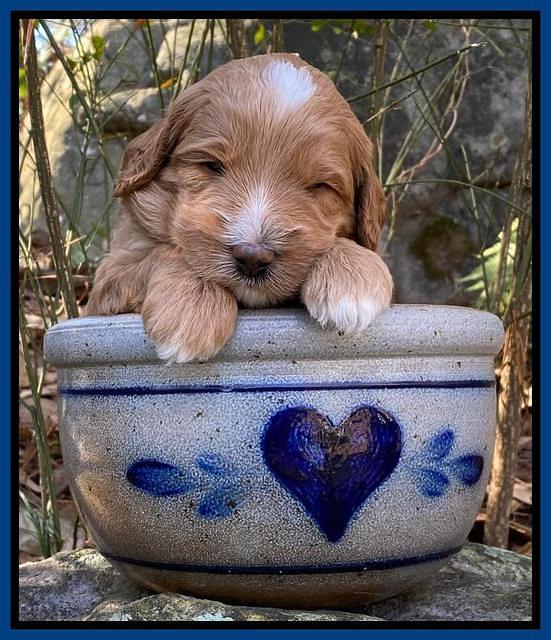 Ashby Grover pups 3 wks old 281