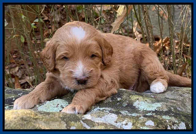 Ashby Grover pups 3 wks old 301