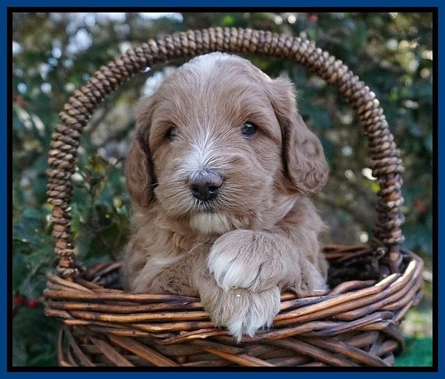 Ashby Grover pups 4 wks old 251