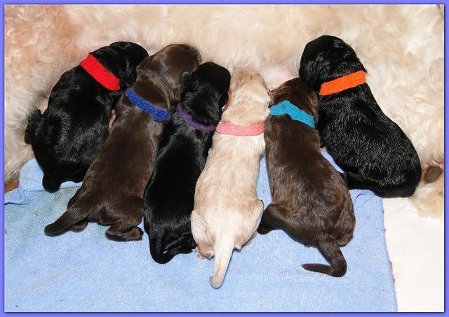 Bailey Rocco newborn puppies 11 18 10 005