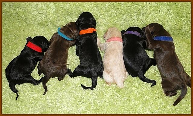 Bailey Rocco newborn puppies 11 18 10 010