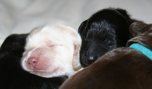 Bailey Rocco pups 11-22-10 124