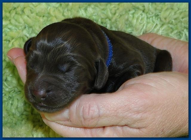 Bailey Rocco newborn puppies 11 18 10 025