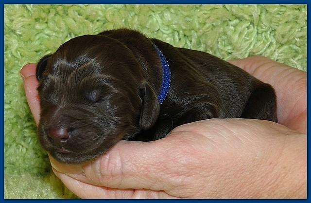 Bailey Rocco newborn puppies 11 18 10 026