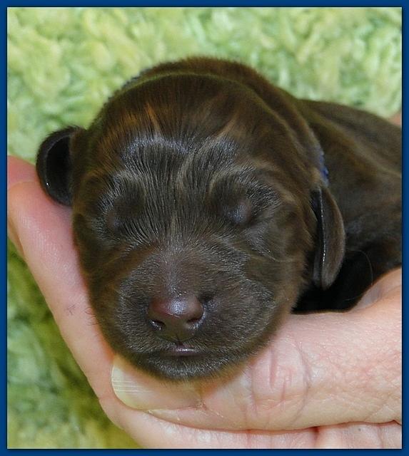 Bailey Rocco newborn puppies 11 18 10 027