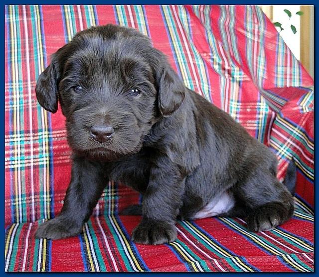 Bailey Rocco puppies 3 weeks old 043