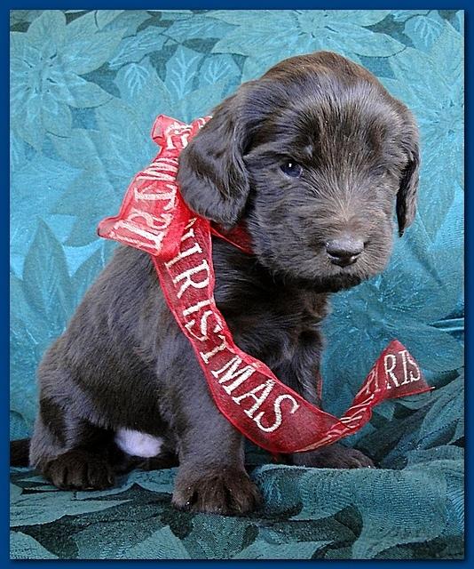 Bailey Rocco puppies 4 weeks old 011