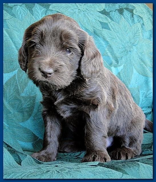 Bailey Rocco puppies 4 weeks old 015