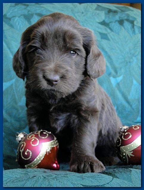 Bailey Rocco puppies 4 weeks old 016