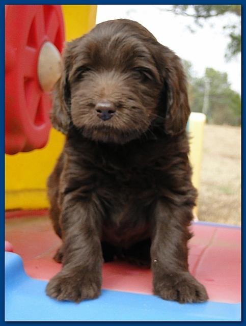 Bailey Rocco puppies 6 weeks old 006