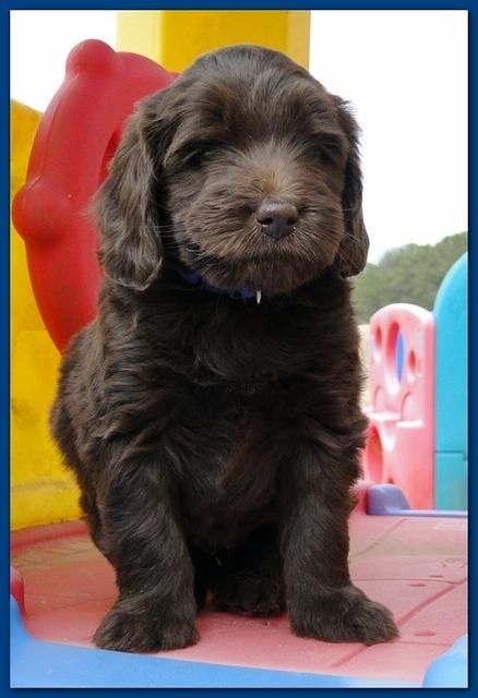 Bailey Rocco puppies 6 weeks old 040