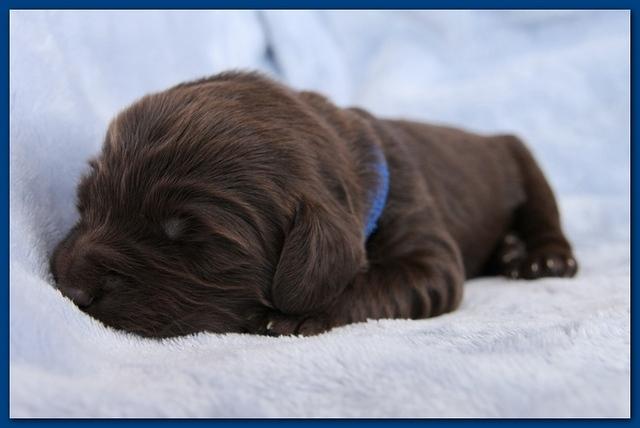 Bailey Rocco pups 11-27-10 148