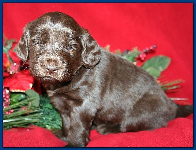 Bailey Rocco pups 4 weeks old 261