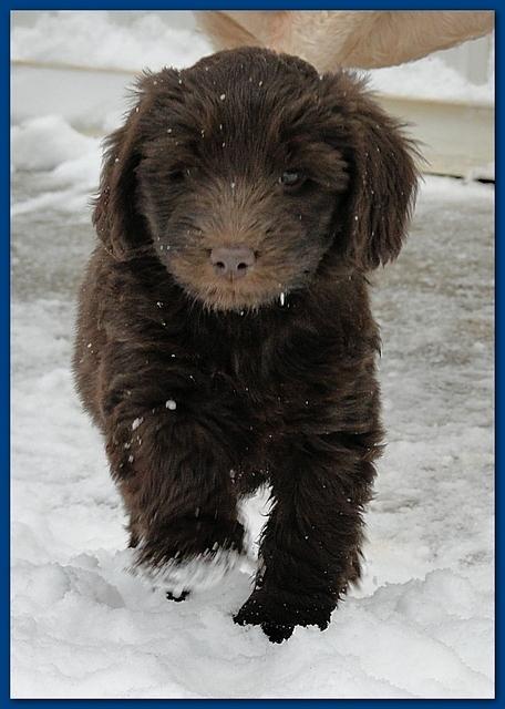 Dancer Bailey puppies 7 weeks snow 007