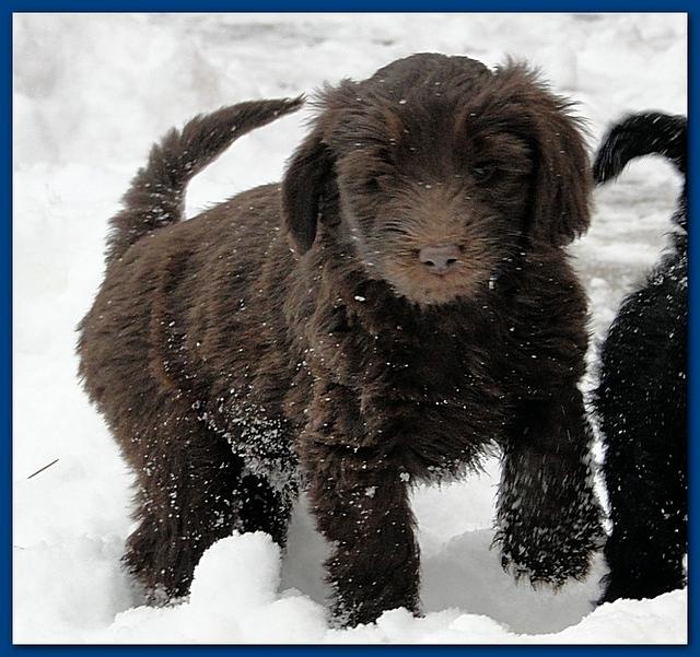 Dancer Bailey puppies 7 weeks snow 008