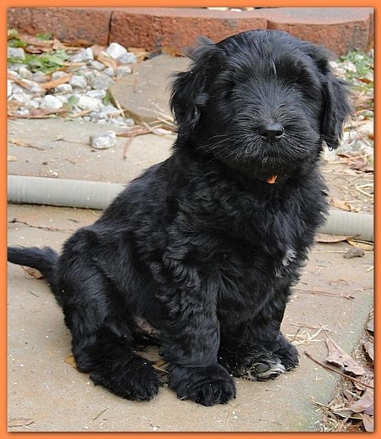 Bailey Rocco 7 weeks old 003