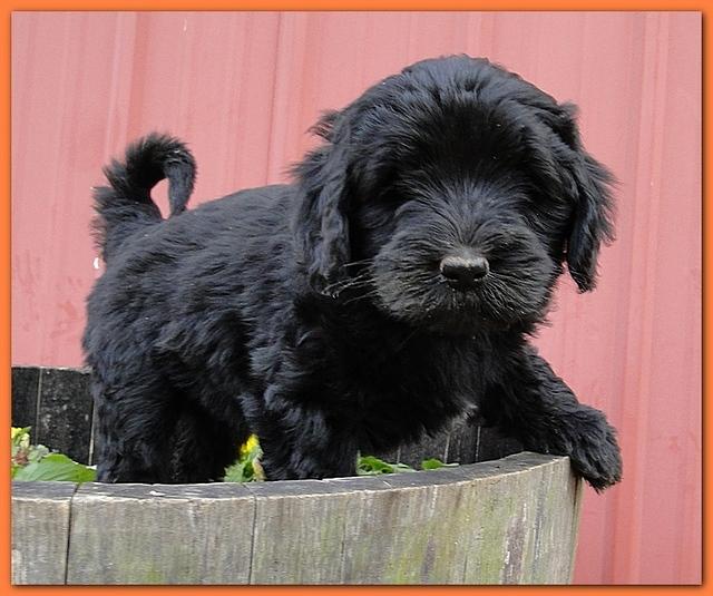 Bailey Rocco 7 weeks old 005