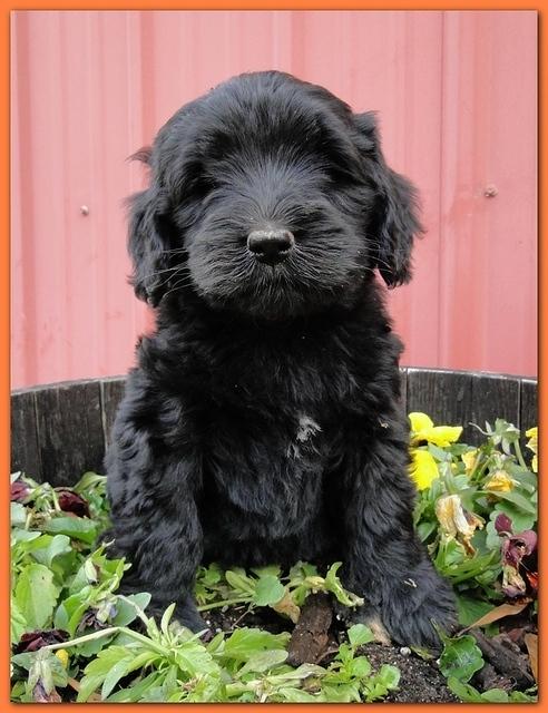 Bailey Rocco 7 weeks old 008