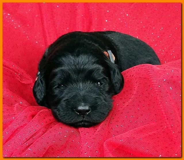 Bailey Rocco puppies 2 weeks old 014