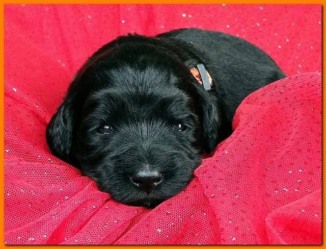 Bailey Rocco puppies 2 weeks old 017