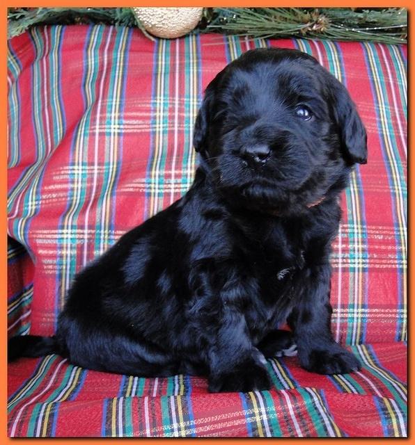 Bailey Rocco puppies 3 weeks old 035