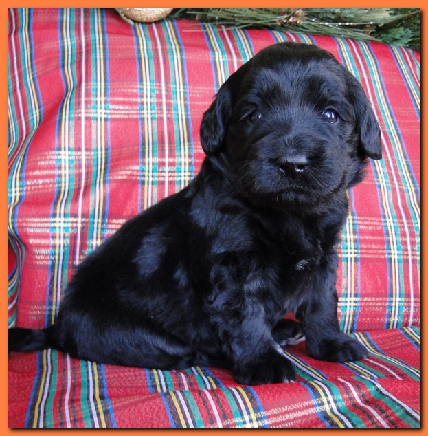 Bailey Rocco puppies 3 weeks old 036