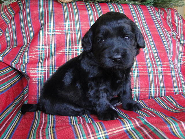 Bailey Rocco puppies 3 weeks old 039